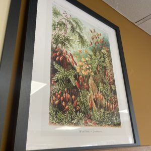 Mushroom Forest Vintage Antique Framed Print